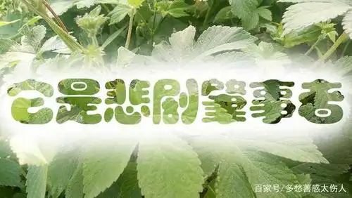 最后一根稻草,到底有多可怕?