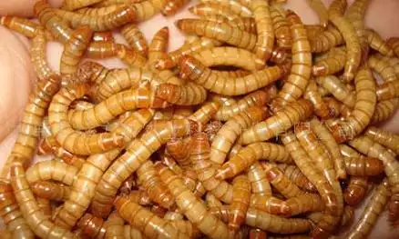 龙腾黄粉虫养殖综合介绍