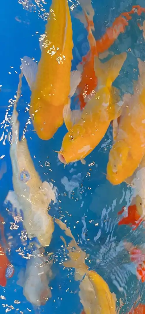 bz - 堆糖,美图壁纸兴趣社区