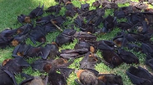 被热浪"煮熟"?700只蝙蝠变为干尸悬树 惨不忍睹(图)