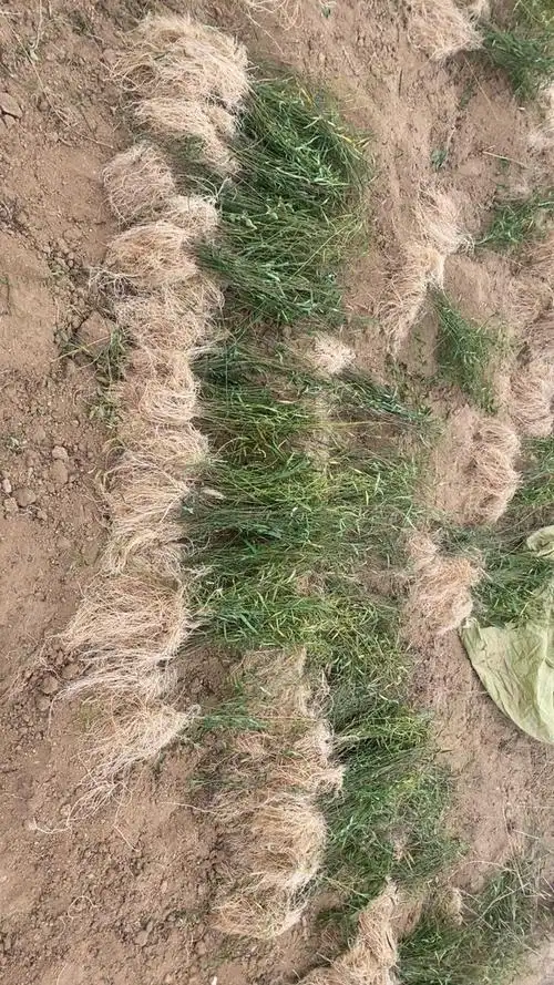 徐长卿全草,山东省泰安市新泰市汶南镇产地.