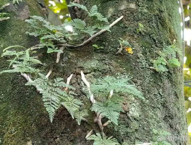 人称"白毛蛇",生于岩壁或树干上,3大作用,农民朋友要了解!