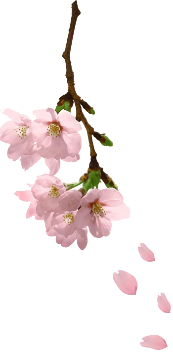 粉色桃花枝头飘落 工笔桃花