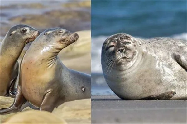 海狮和海豹傻傻分不清楚?(看完这篇就很容易区分!