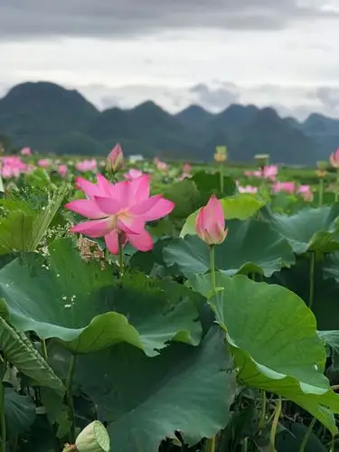 去普者黑,寻一方田园,盈一缕清新,在青山绿水间,掬草木凝霜,嗅花儿