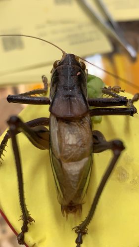 小林虫艺铁蝈蝈郝建伟蝈蝈份房直发冬蝈蝈铁蝈蝈活体鸣虫