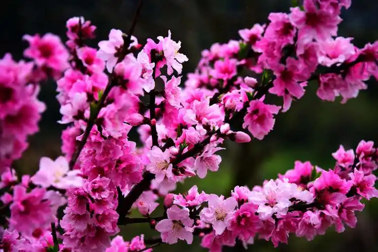 三月桃花开十里,赏花摄影正当时