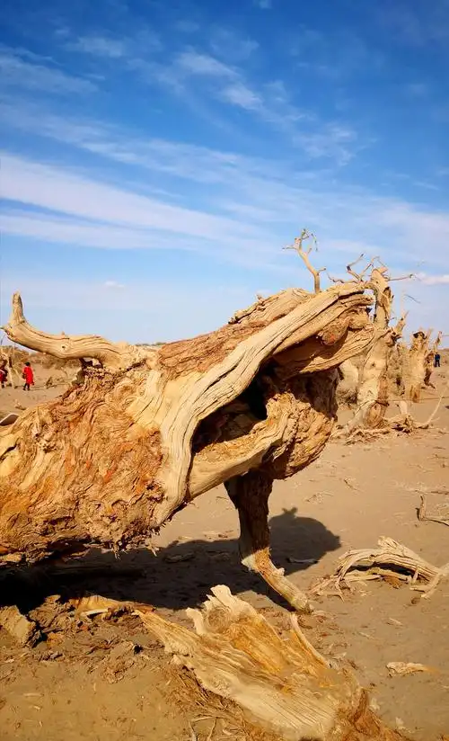 大漠胡杨 千年守望 传递历史的沧桑 诉说生命的顽强 彰显未来的希望