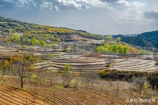 黄土高原上的梯田也这么美