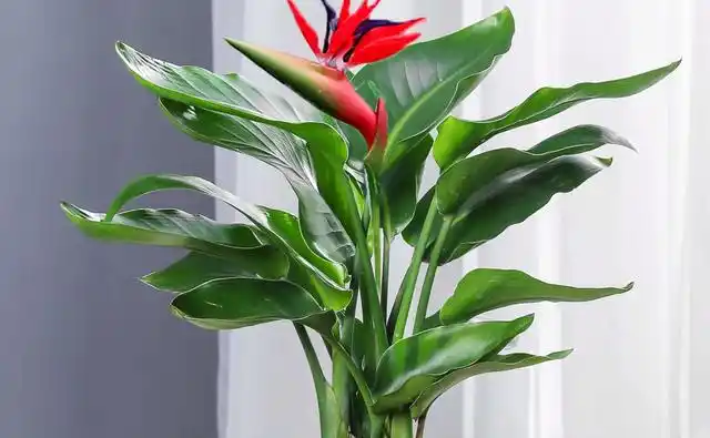 天堂鸟是一种肉质植物,也叫天堂鸟,它的叶子呈绿色,花朵为粉红色或者