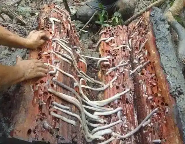 世界5大奇葩恶心美食你想尝尝么体验一下异域风情