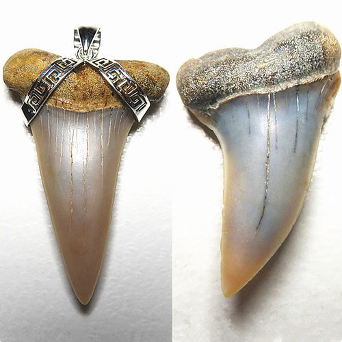 勾齿鲨鱼牙齿化石史前巨兽天然真牙挂坠镶嵌庇佑转运 猎陨藏星