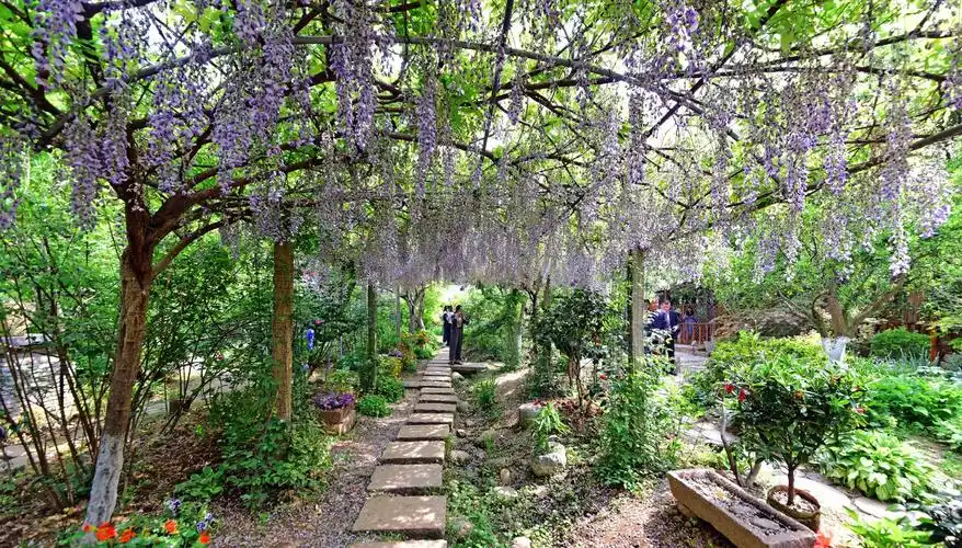 多多花园花多多,春末夏初的江南无锡农家小院,锡山区锡北镇.