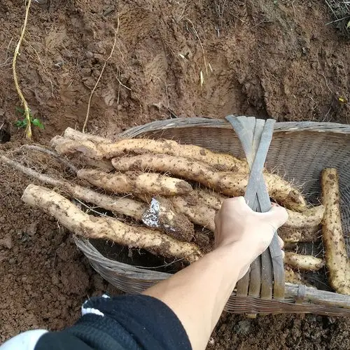 纯野生淮怀山药干片带皮可打粉深山挖新鲜炖汤煲粥易煮神农架
