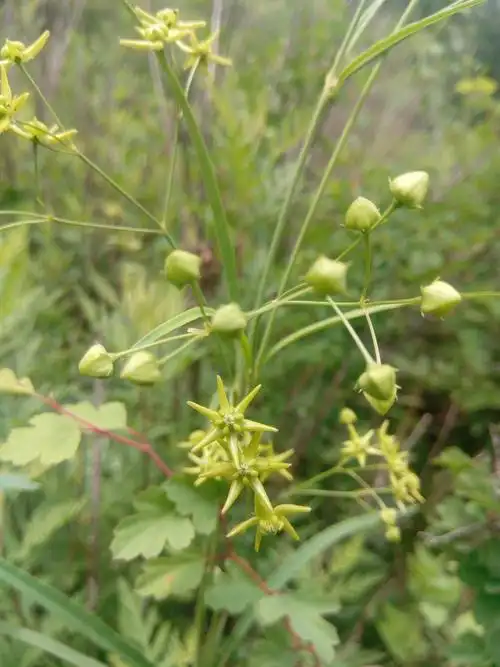 认识延庆植物-徐长卿