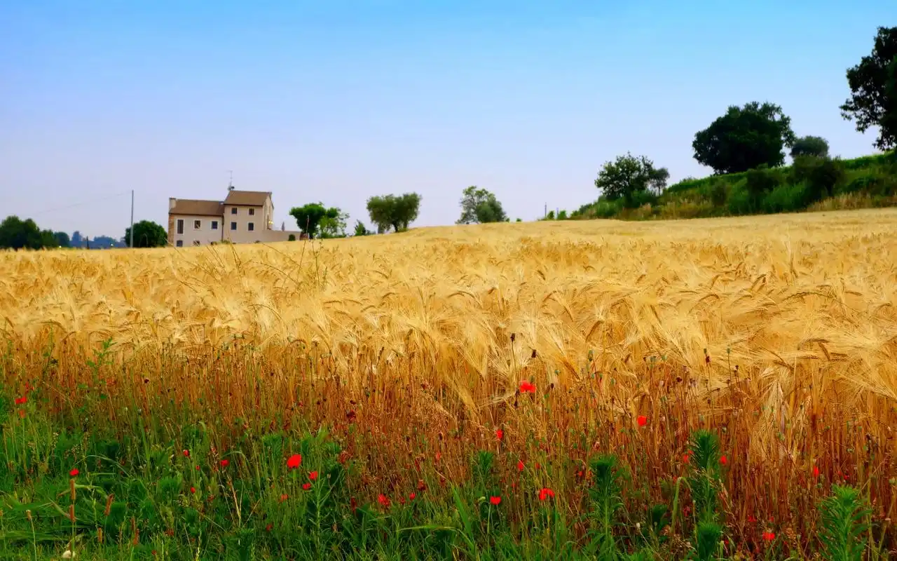 唯美辽阔的麦田风景图片桌面壁纸