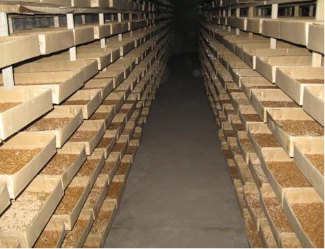 黄粉虫养殖方面的注意事项