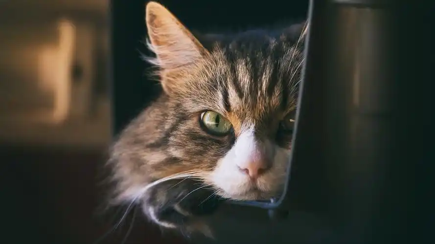 可爱的猫咪高清宽屏桌面壁纸