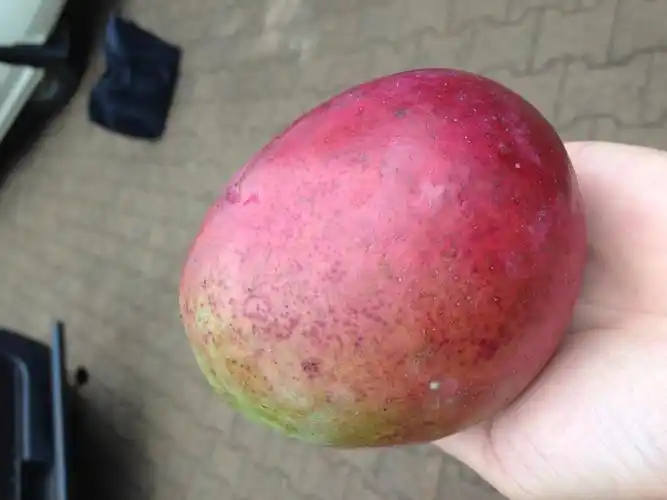 肯尼亚特色水果