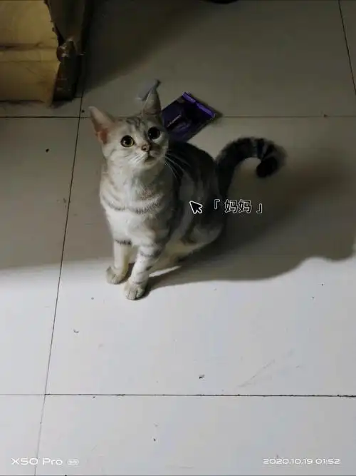 好奇麻辣烫是英短还是美短