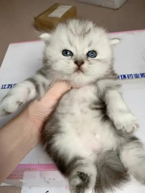 双血统高地美短大嘴套