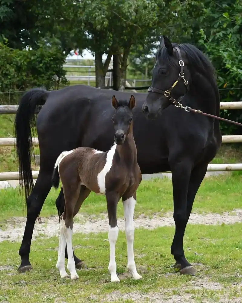 99.758%阿拉伯马血统占比,品脱阿拉伯马,指的是那些阿拉 - 抖音