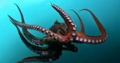 印尼发现章鱼人图片恐怖惊悚印尼章鱼人是真的吗揭秘扒皮发出婴儿啼哭