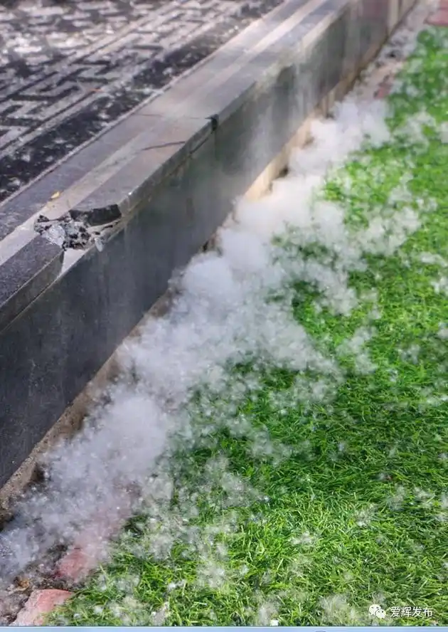 六月黑河75柳絮又飘了有图有真相↘