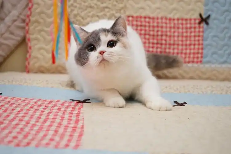 三花色-英国短毛猫-高清照片