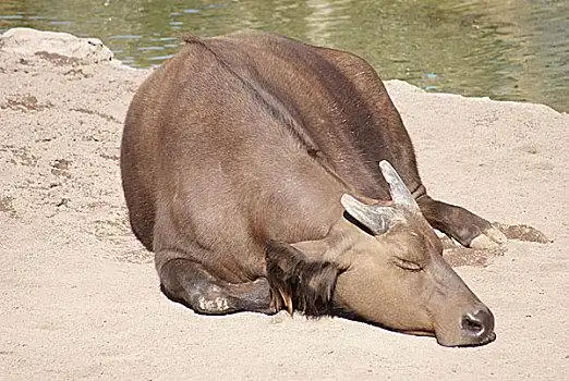 水牛图片_水牛图片大全_水牛图片素材