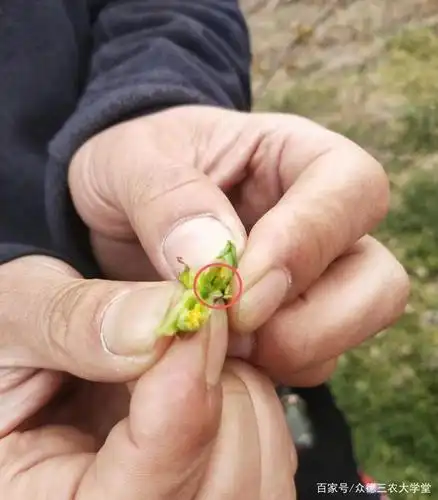 今年五一备货会不会是库存苹果最后一根救命稻草?