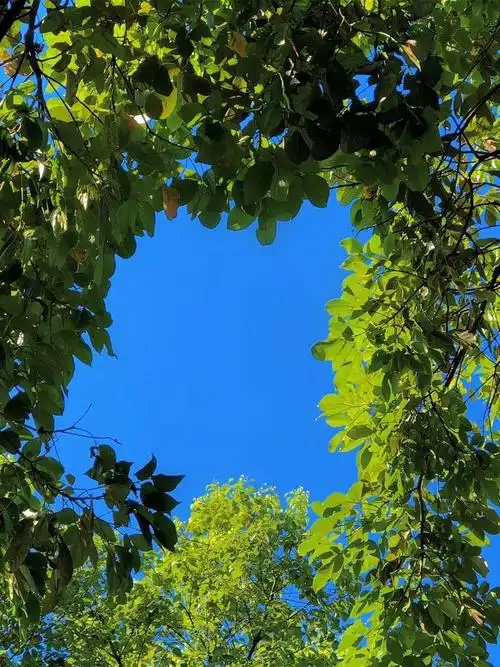 绿色小清新壁纸