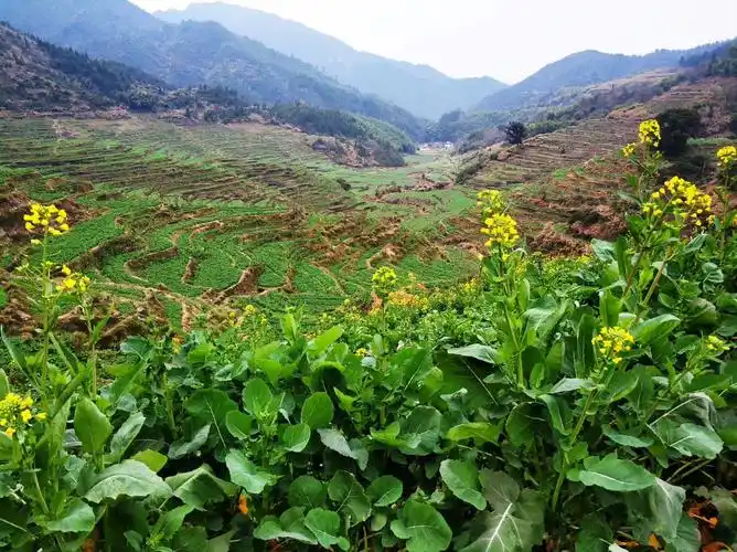 2019婺源油菜花花期实拍播报(不断更新中)_风景_poco摄影,婺源,婺源