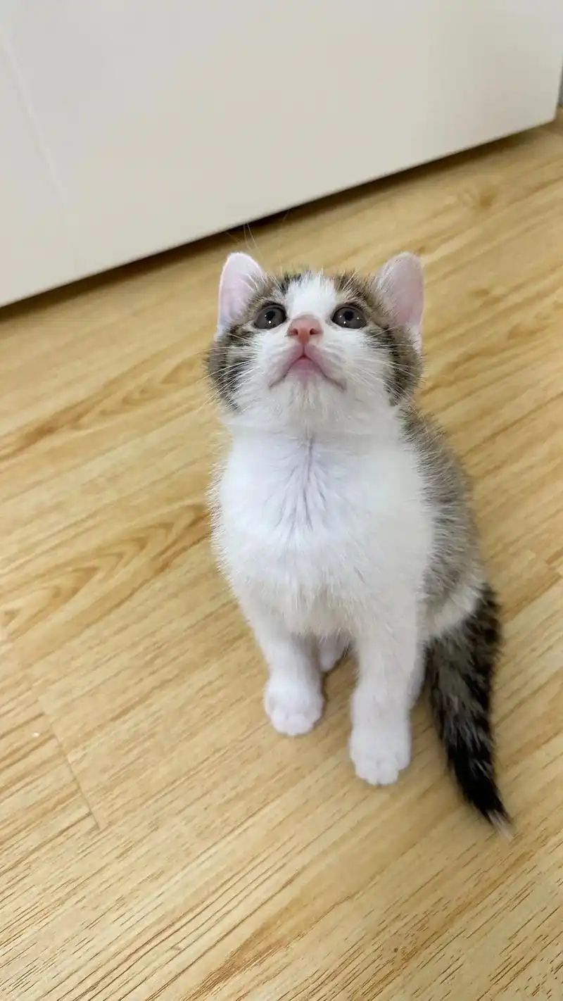 满月小猫找领养.小奶猫幼崽 同城找领养 自家母猫生的 一窝八 - 抖音