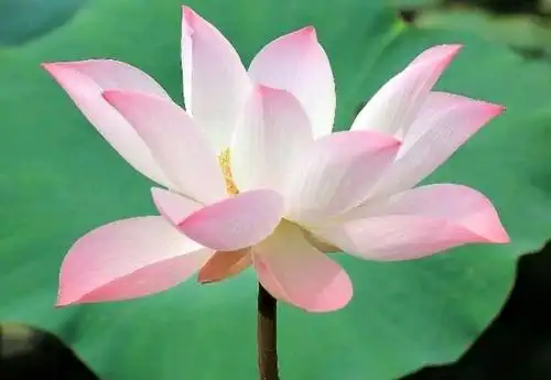 世间有千百种花,佛教为什么单单就选了莲花做象征?