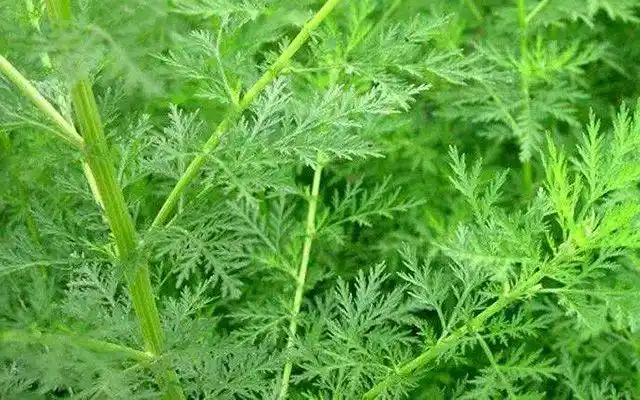 用路边这种草煮水一洗,10痒9消,连皮炎湿疹都好了.