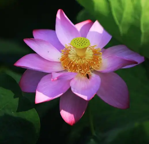 图片大全 植物花卉 圣洁荷花图片 > 圣洁荷花图片 第27张