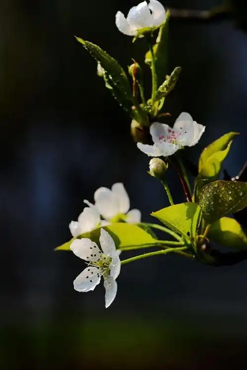 【梨花几片】 第 4 幅查看大图曝光:1/400 sec光圈:f8快门:1/400 sec