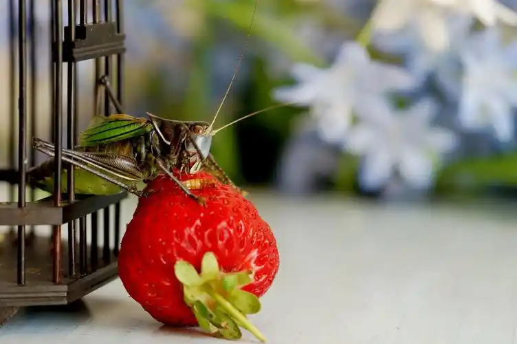 可爱的小冬蝈蝈.