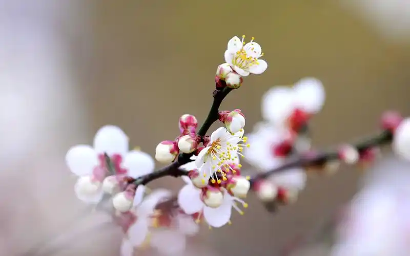 梅花图片近距摄影高清电脑壁纸_植物壁纸_壁纸下载_美桌网