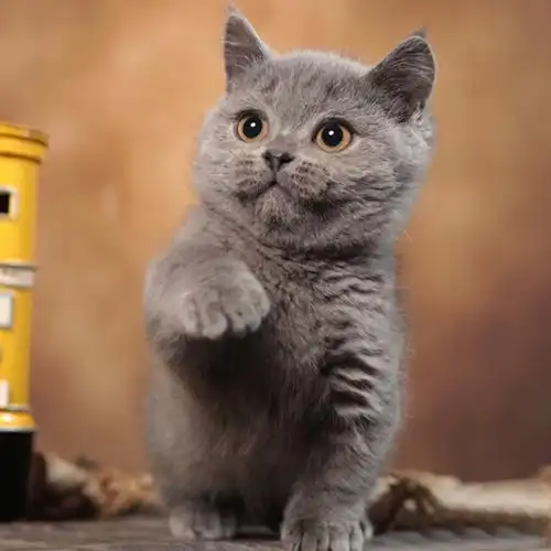 纯种蓝猫幼猫包子脸英国短毛矮脚猫活体宠物猫咪幼崽英短猫蓝白猫