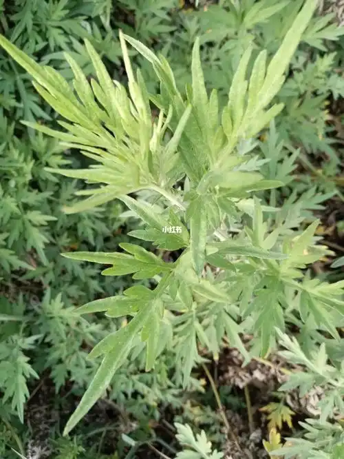 我们这边叫青蒿,所以到底是不是艾草呢?求知道的告诉下.