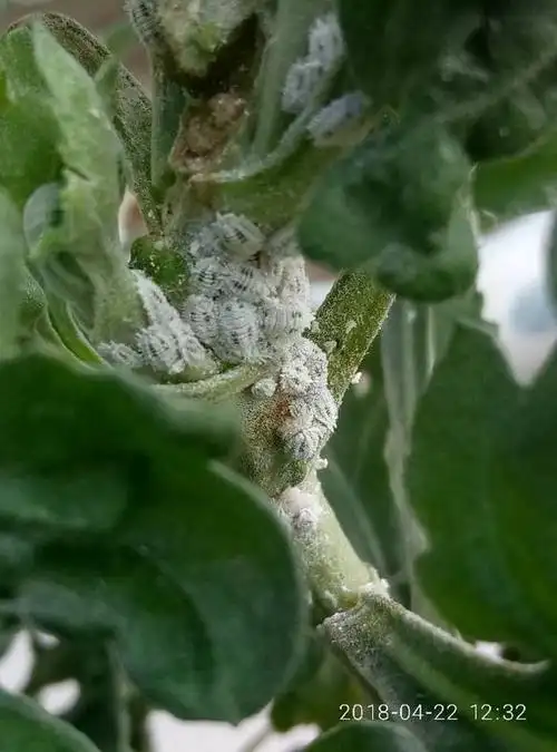 白色虫子在可食用菊花上,是什么虫?怎么去除?