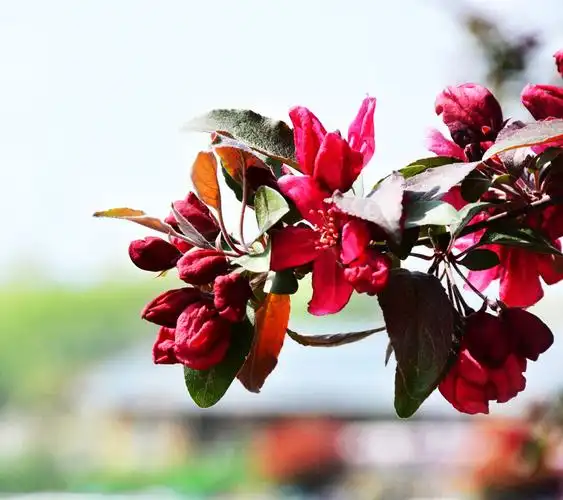 红色海棠
