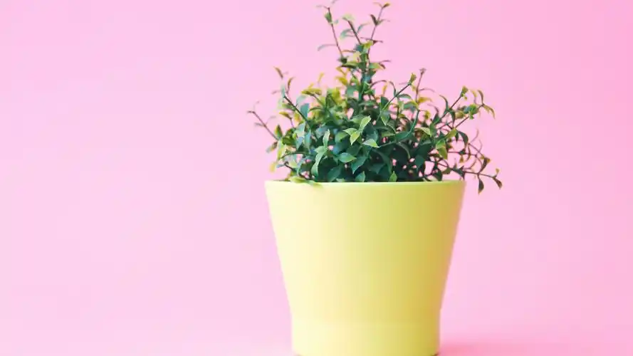 少女心壁纸【36】壁纸是一款电脑壁纸,属于小