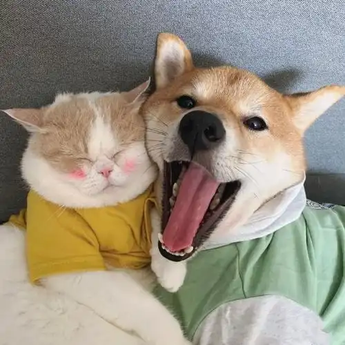 女孩拽狗情侣头像女生跟狗的情侣头像照片