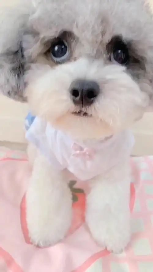 小泰迪剪了短发,看它的小表情好可爱呀,网友:好想养一只呢