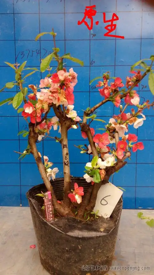 正在开花的东洋锦海棠200元一颗包邮