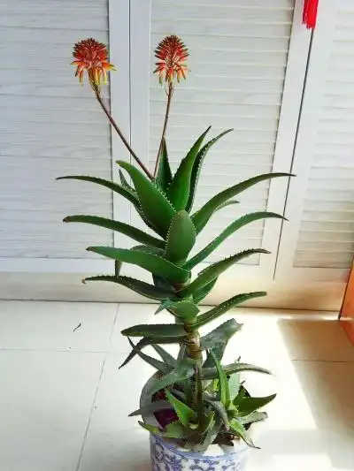 这场大雨浇得盆景"褪色" 但浇不灭它们心中的爱(组图),微型盆景吧,浙