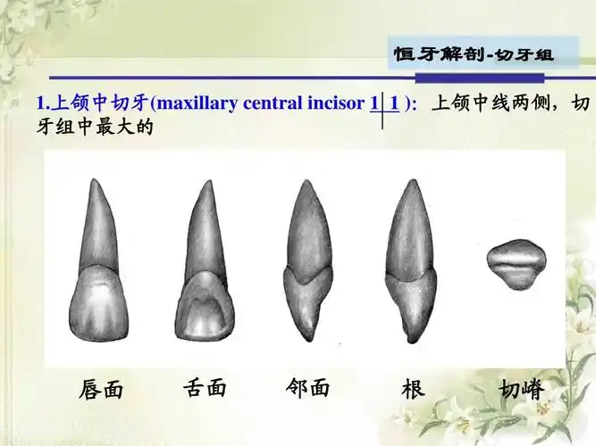 2012级第4次课口腔解剖生理学 (切牙,尖牙)ppt